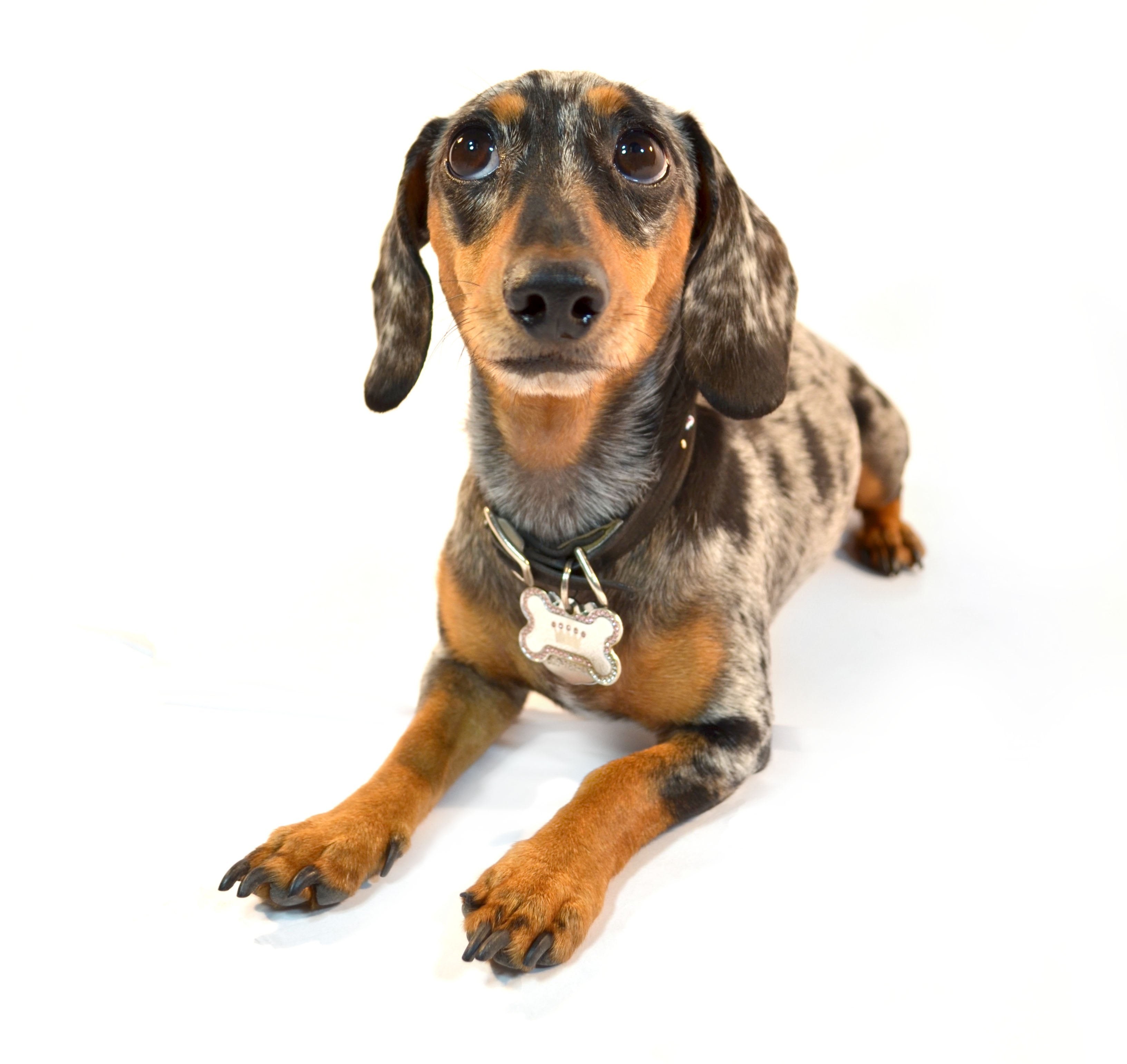 A brown spotted dachshund sitting down and looking at the camera with imploring eyes.