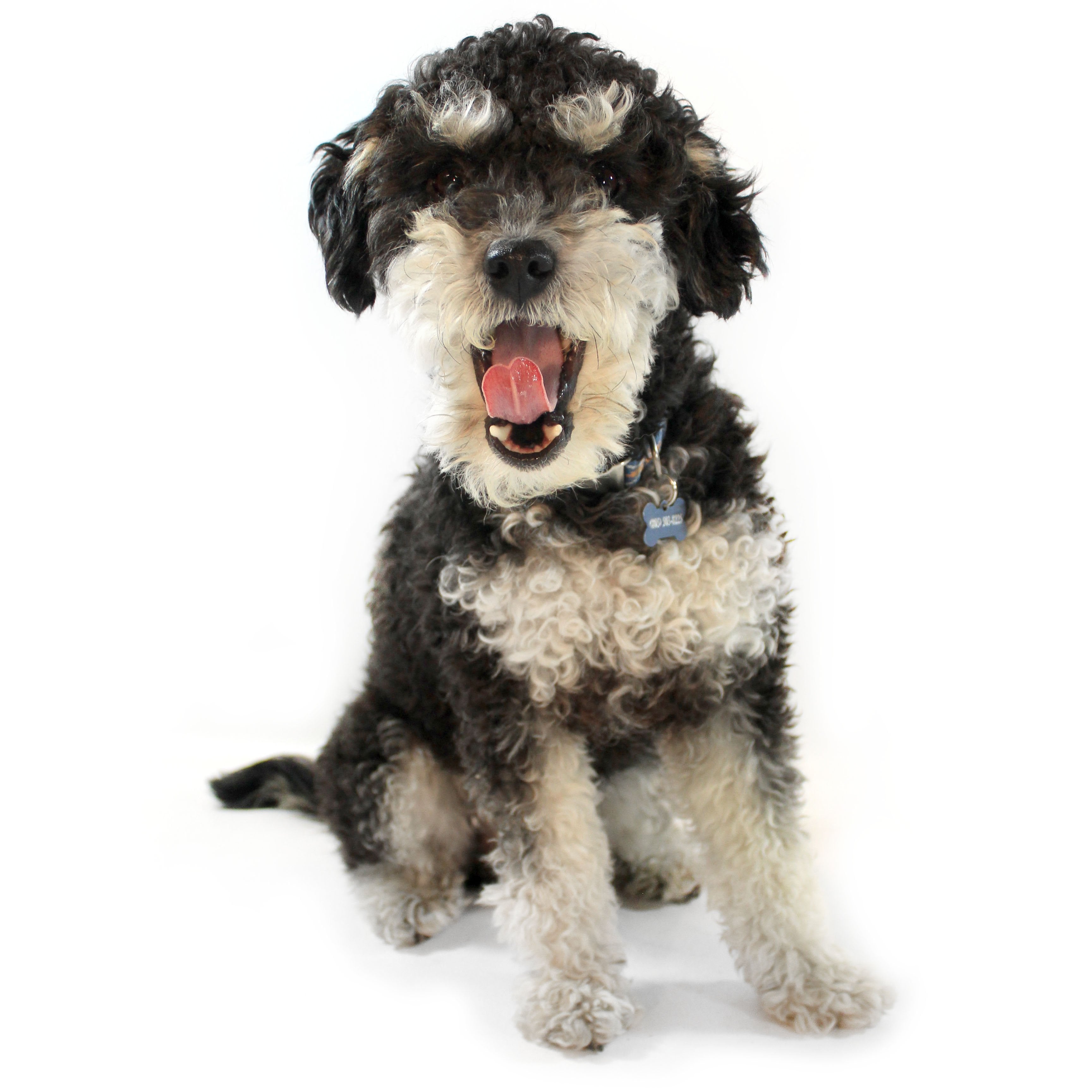 A curly-haired dog with black and white fur sitting down against a white background while yawning.