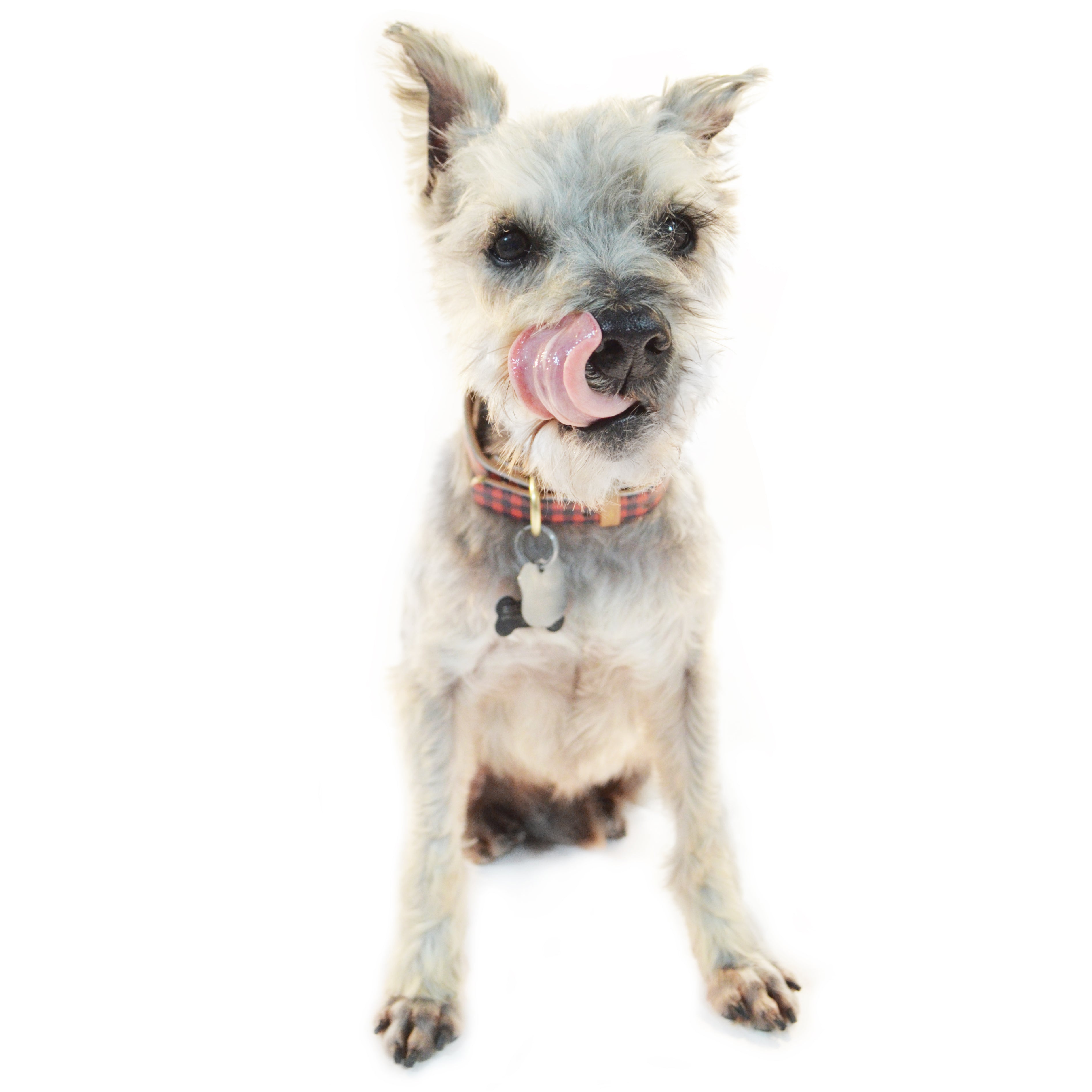 A small, mix-breed dog with short gray fur sitting down, licking his nose, and waiting to play with his owner.