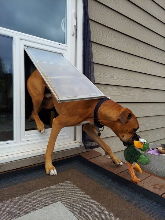 Pet Door Guys In The Glass Pet Door