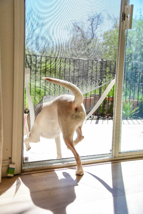 dog door screen door