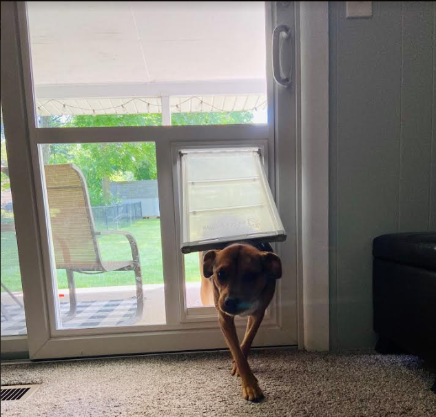 glass door with built in dog door