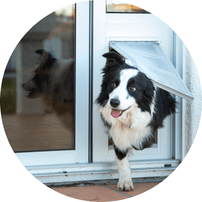 Border Collie walking through Endura Flap Sliding Pet Door